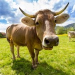 dairy cow