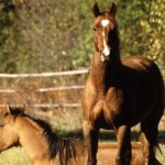 brown horse