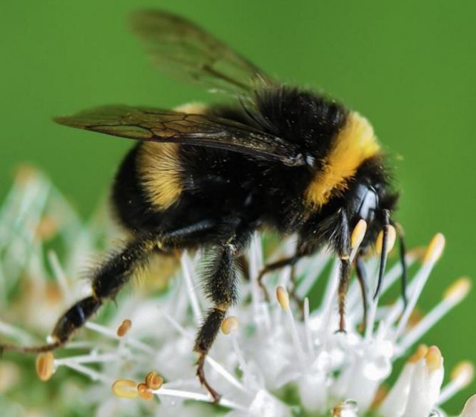Bee