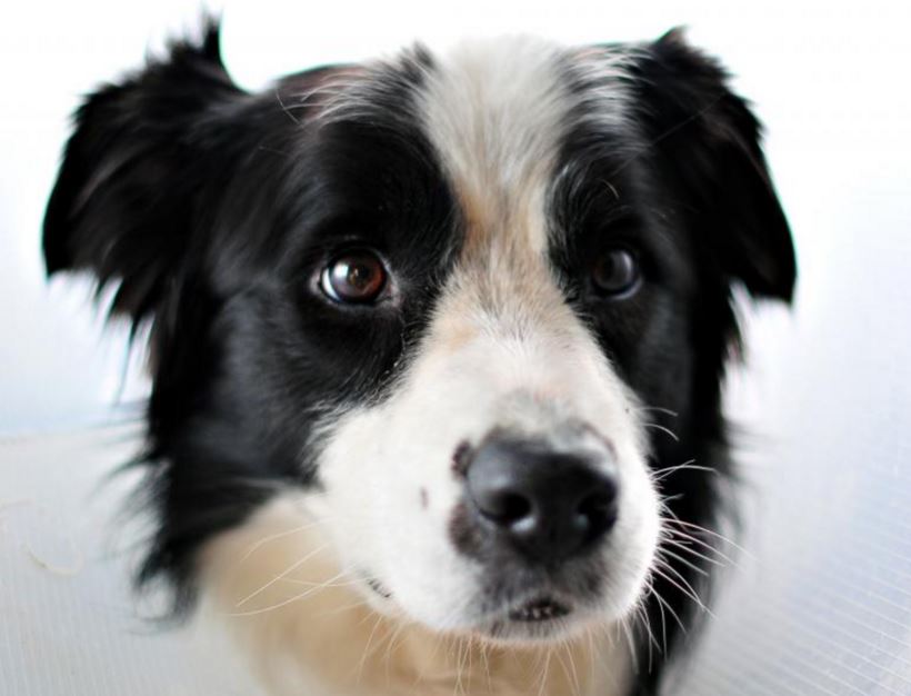 dog picture