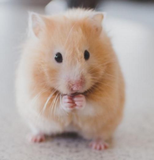 hamster