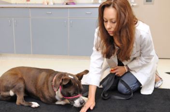 vet and dog