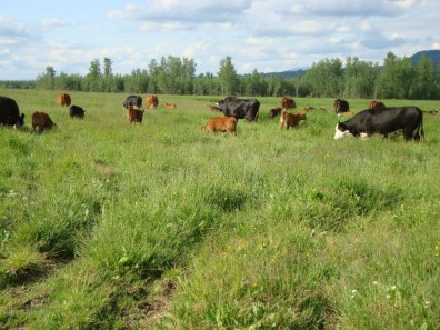 west valley beef