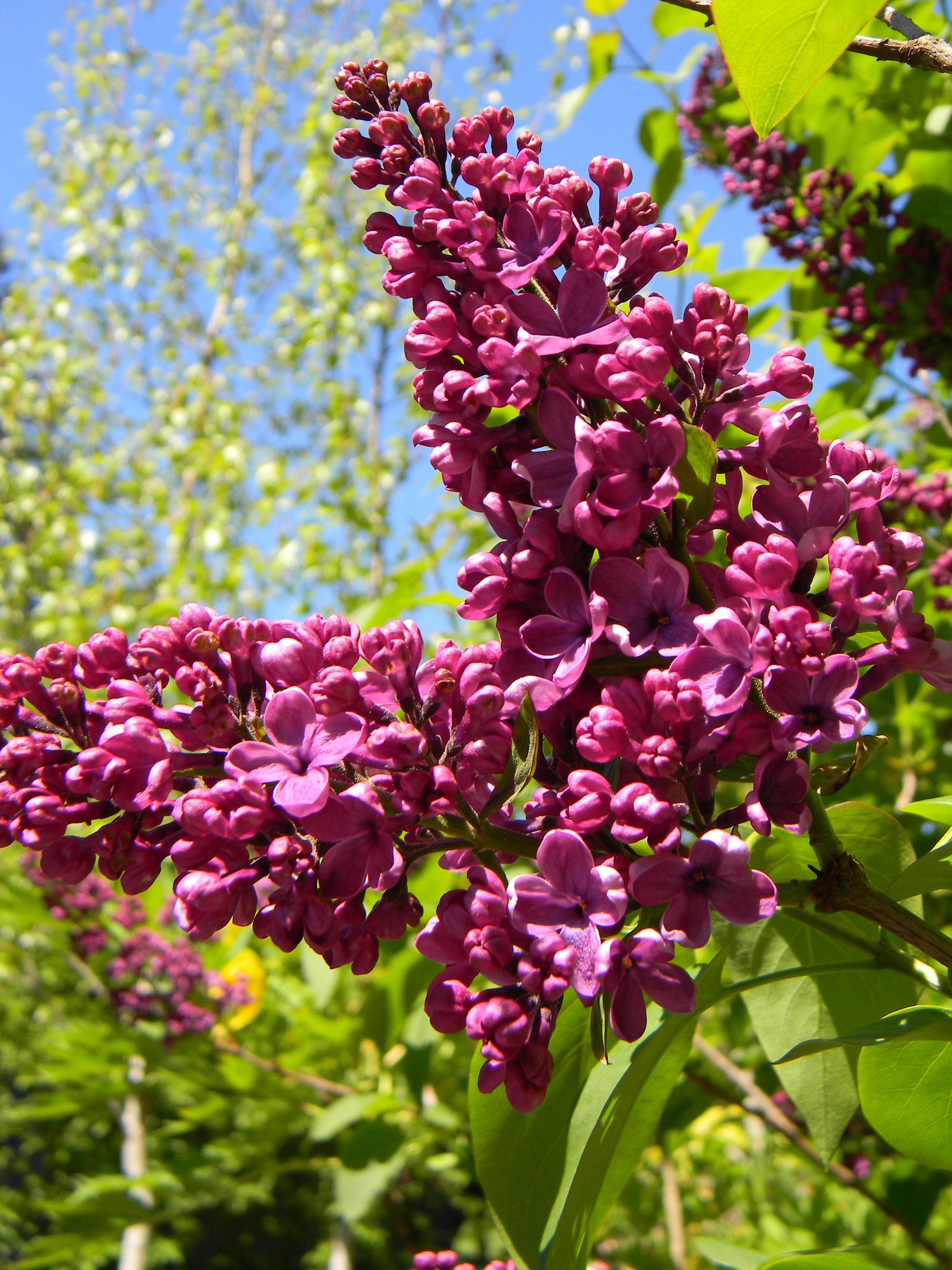 2018 Master Gardener Plant Sale Thurston County