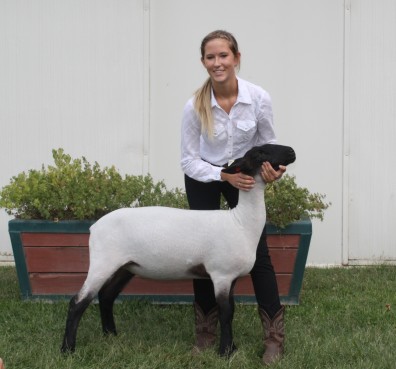 Sheep2013