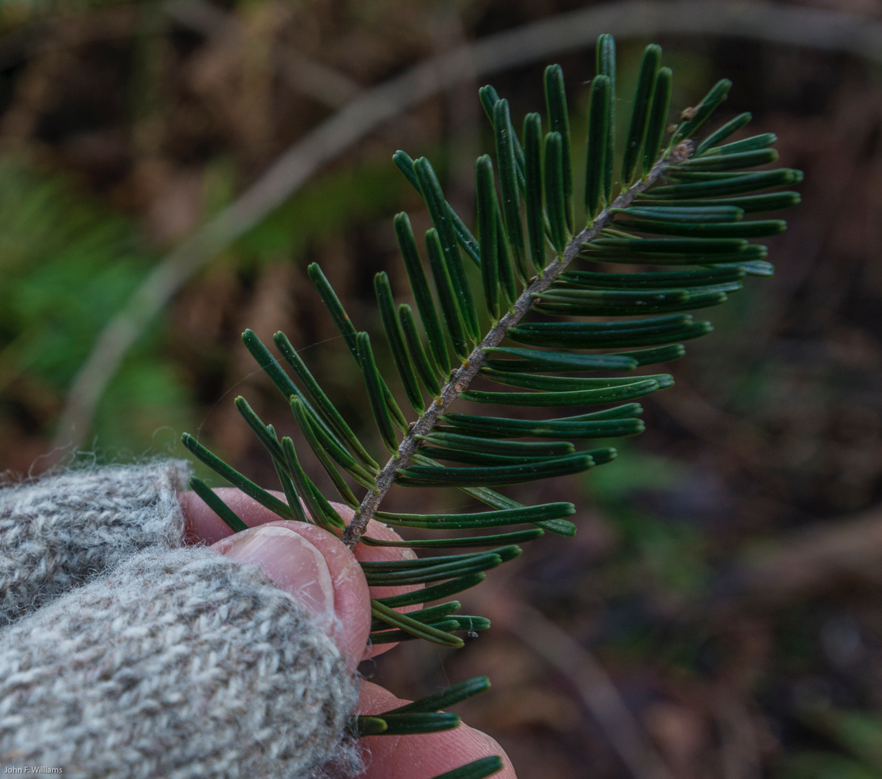 Pine Needles