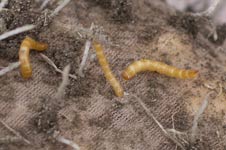 Wireworms in Traps
