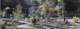 nativegarden2010