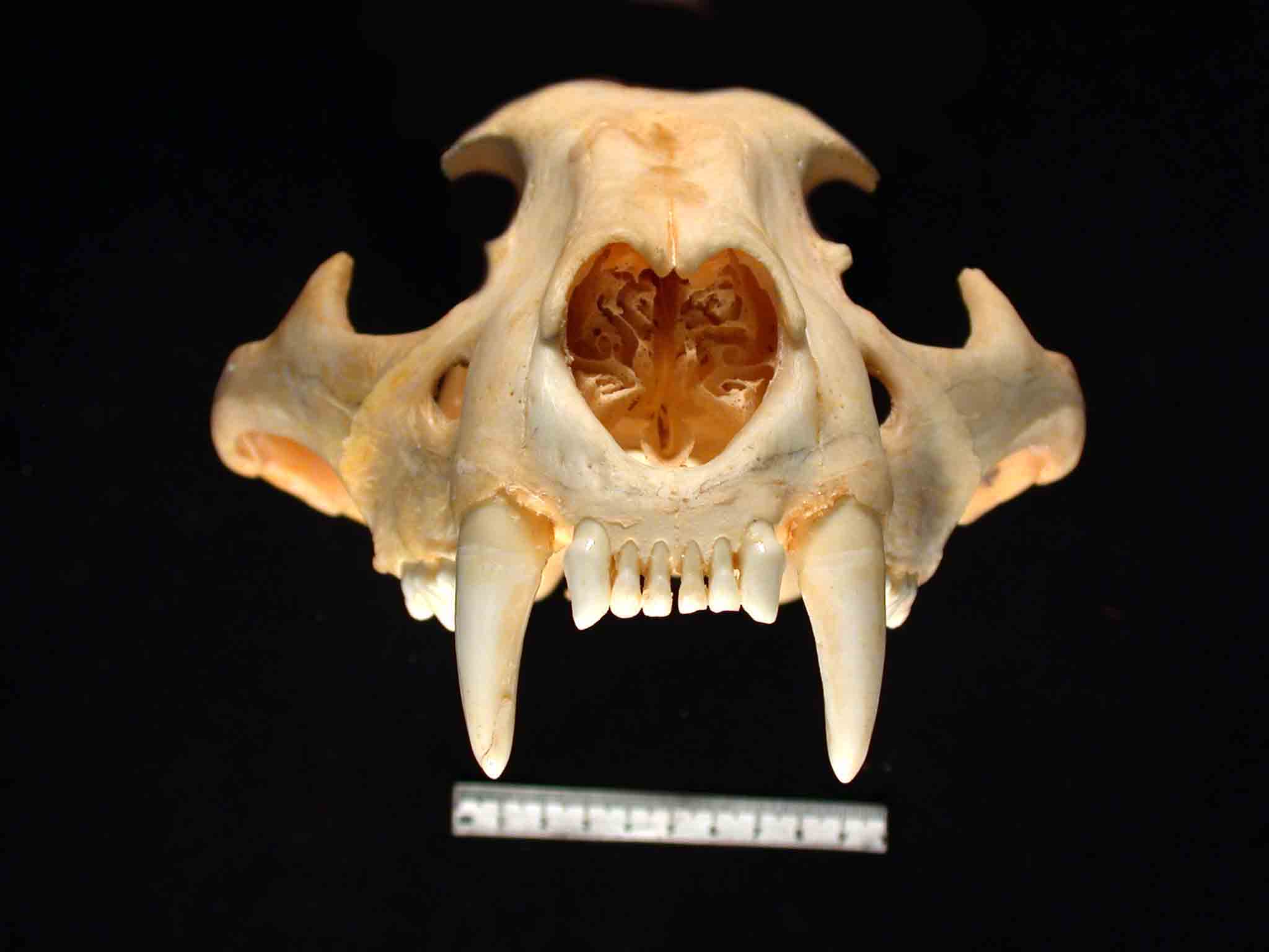 Erin Thornton Anthropology Washington State University