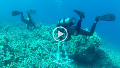 screen shot still from underwater video