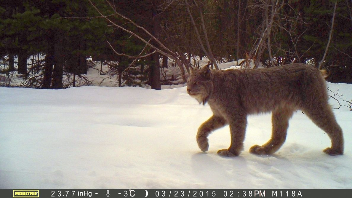 Photographing the elusive, endangered lynx College of Arts and Sciences Washington State