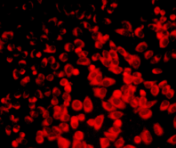 Illuminated cellular hydrogen sulfide
