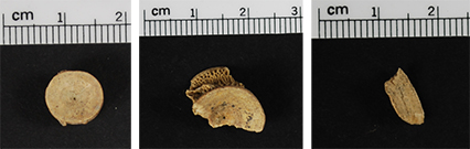 Three bone fragments placed next to a ruler, each roughly 1cm in width