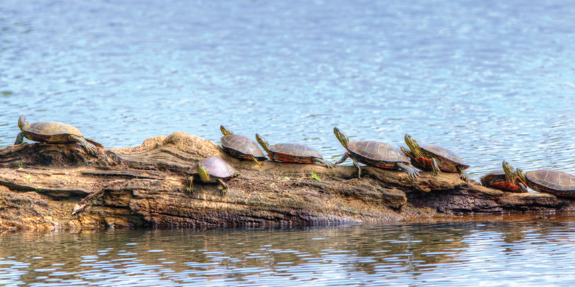 Turtle Row