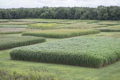 Field of switchgrass