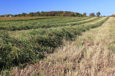 A field of switchgrass