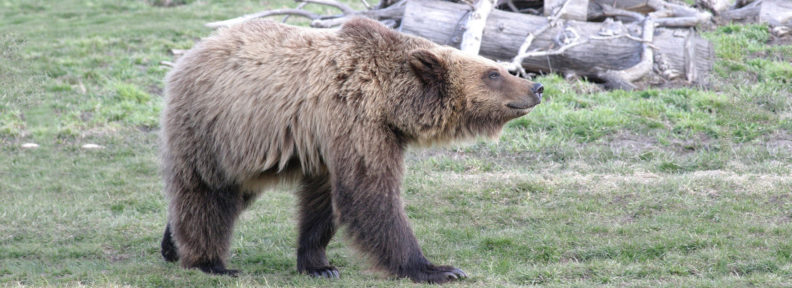 grizzly bear at WSU