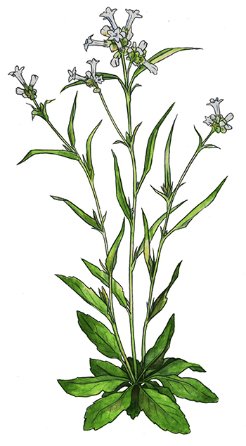 An illustration of Nicotiana quadravalvus
