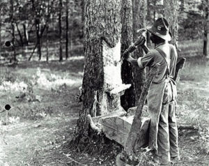 Man cutting large chunk out of pine tree's bark.