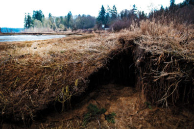 Remains of a500-year-old Native American campfire.
