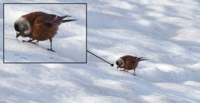 A detailed photograph of a bird standing on glacial snow while eating a worm.