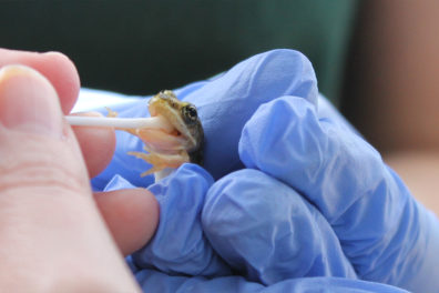 Researcher holding a frog.