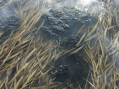 Clusters of frog eggs on the surface of the water.