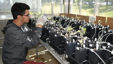 Student working with plants.
