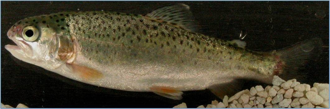 Rainbow trout.