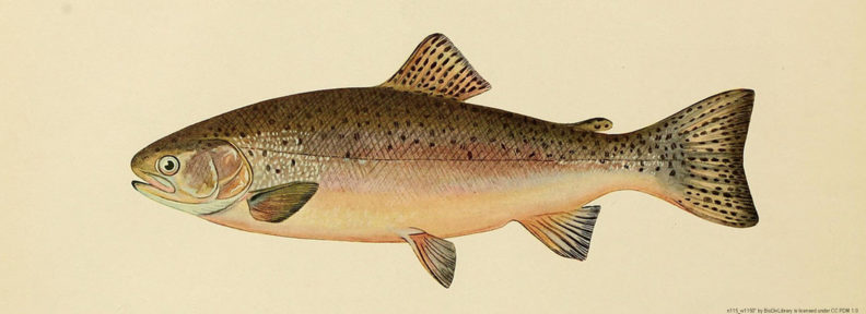 drawing of rainbow trout