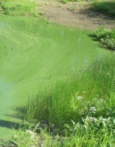 Algae bloom.