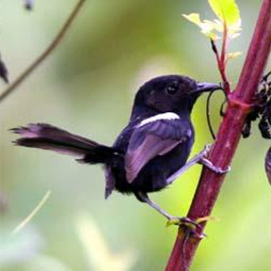 Bird.