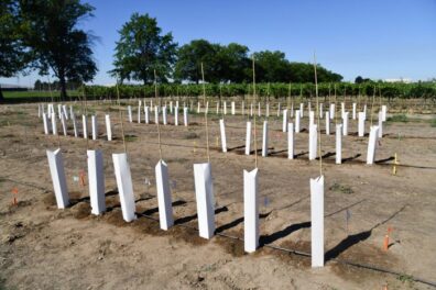 Wine grape plants.