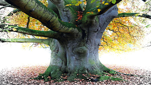 Apply to washington state university image