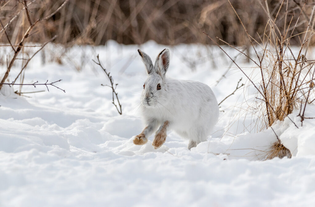 Snow hare in a snowy landscape.