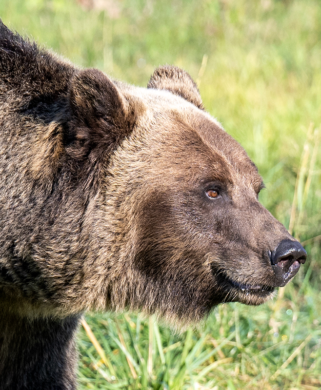 Closeup of the face of a grizzly bear.