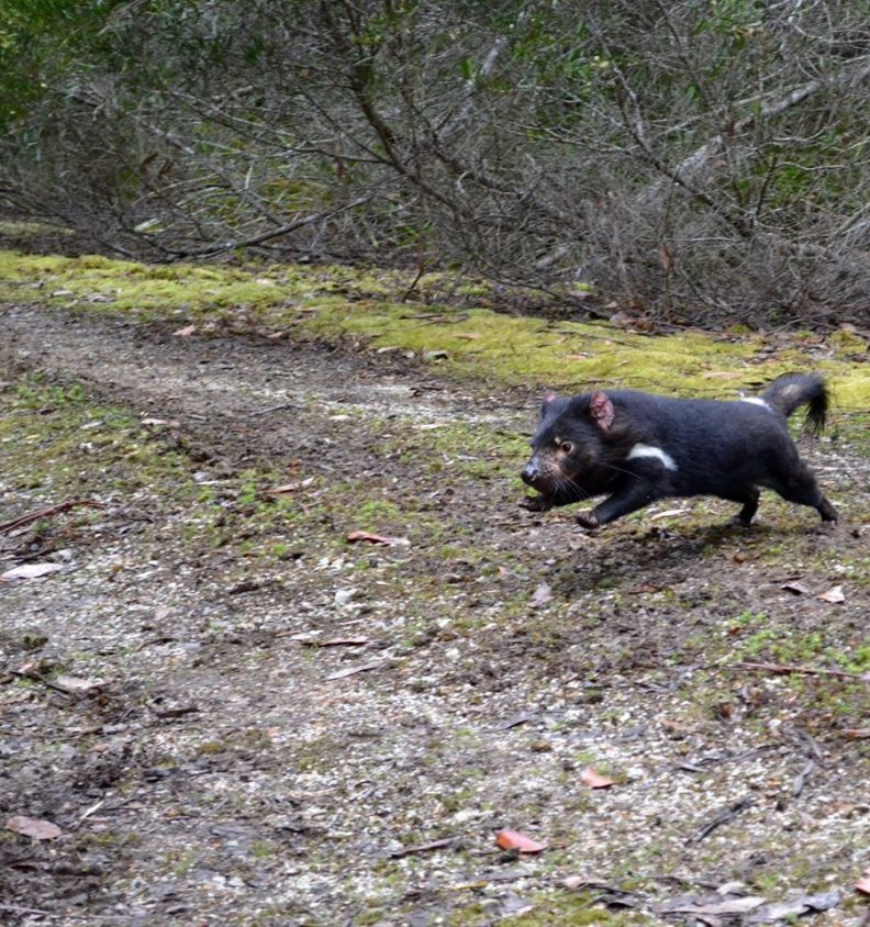 Alex Fraik publishes new paper on Tasmanian devil DFTD and environment
