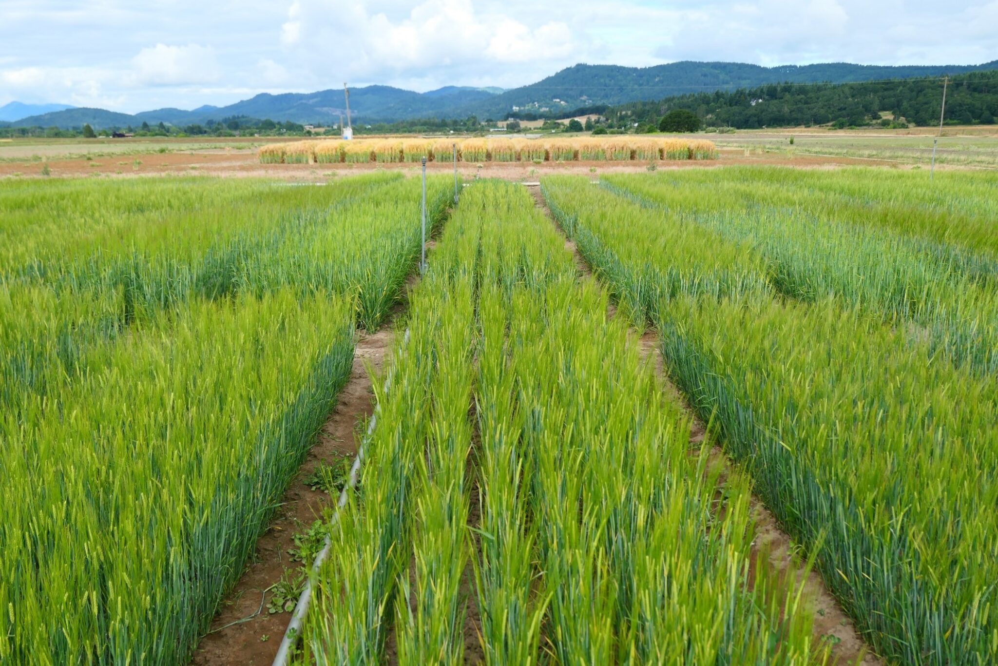 Using Timing of Risks and Benefits to Breed Barley for Future Climates