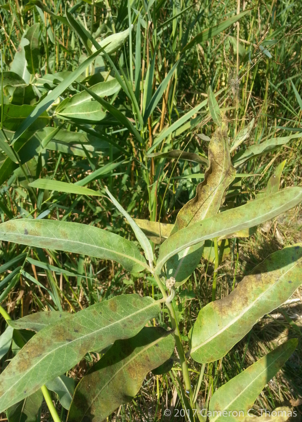 milkweed_disease_cameronthomas Conservation Biology Lab Washington