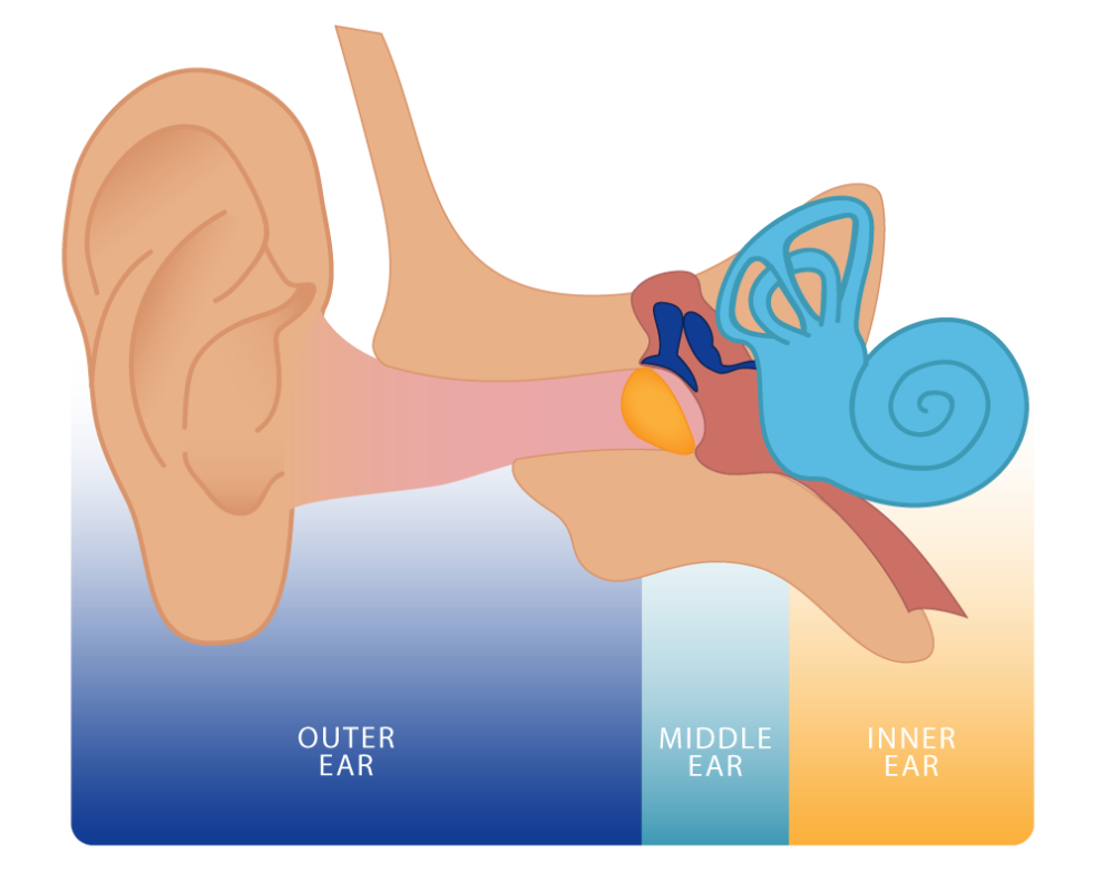 How Hearing Loss Works Coffin Lab Washington State University