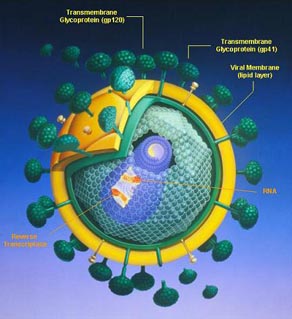 Human Immunodeficiency Virus