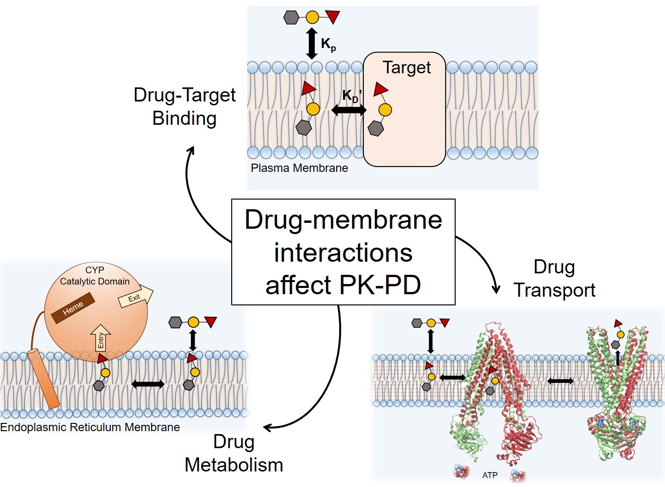 Research ComputerAided Drug Design Washington State University