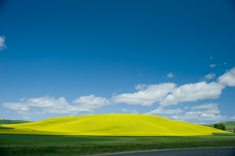 Image of a canola field.