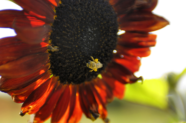 red sunflower