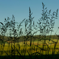 Image of wheat plants.