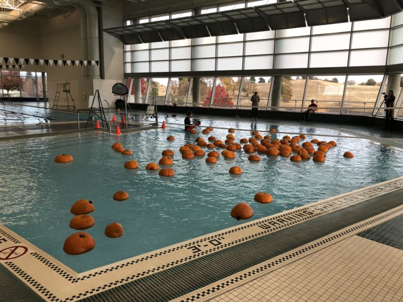 A photo of a bunch of pumpkins in a swimming pool