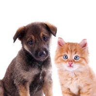 Funny puppy and blue-eyed kitten