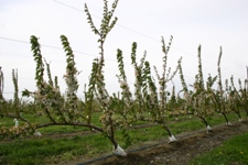 Cherry trees trained in the UFO system. Photo: Washington State University.