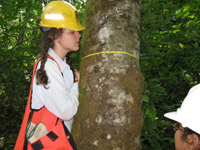A member of the SYFI team collections information to measure the diameter of a tree.
