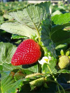 Elizabeth Kirby,Helga Willer and David Granatstein have produced a snapshot of organic agriculture around the world.